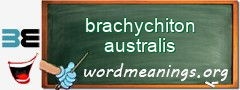 WordMeaning blackboard for brachychiton australis